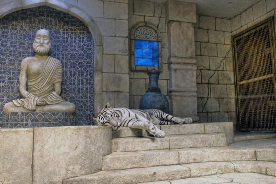 A white tiger lounges by the small pool provided by the Downtown Aquarium. The door on the right is how the animals get in and out of the enclosure, and as seen in the photo, the tigers receive little stimulation from their environment. 