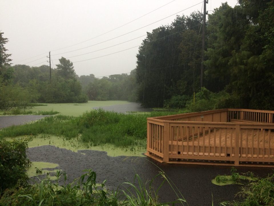 A bayou in Cinco Ranch overflows becoming a swamp on Sunday Morning, Aug. 27. Katy saw heavy thunderstorms and 38 inches of rain in three days. 