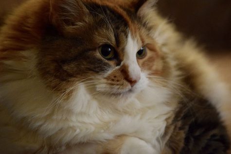 Pets of Cinco