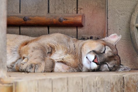 Here are some tips to get your sweet, sweet slumber schedule going again.